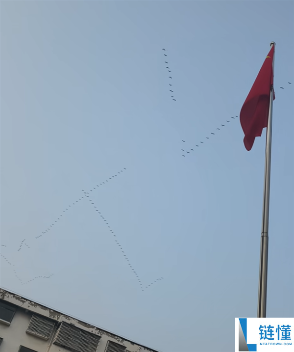 网友偶遇大雁排队排成ETC阵型向北飞 直呼头次见,