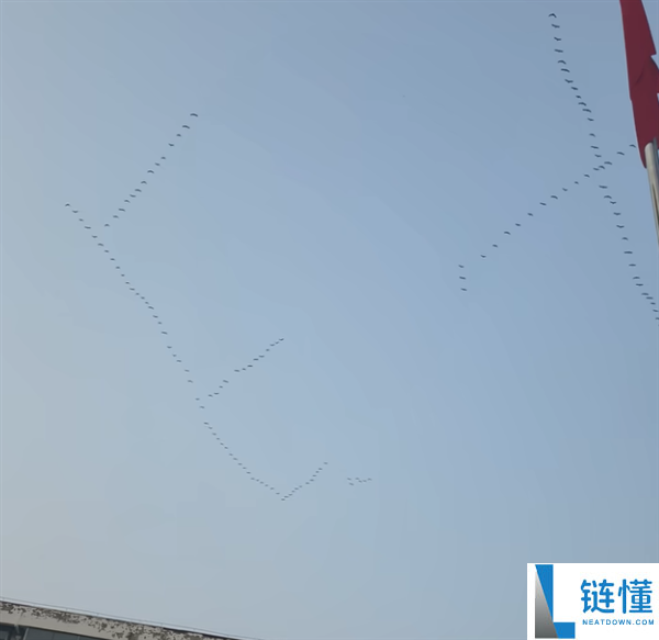 网友偶遇大雁排队排成ETC阵型向北飞 直呼头次见,