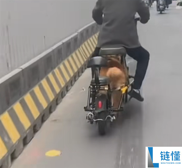 一男人“骑狗”上路引围观 交警回应：已指斥教育