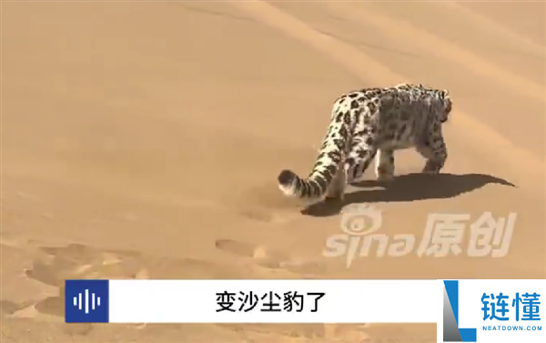新疆一处沙漠惊现雪豹 网友取名沙尘豹：外地从未呈现过