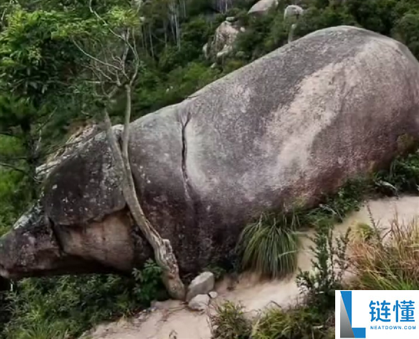 福建一景区呈现千年石猪：网友戏称太像二师兄了
