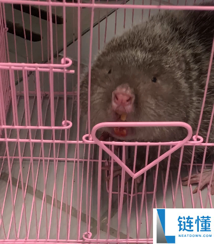车里钻入超凶大老鼠 消防员手套都被咬穿 一查原来是竹鼠