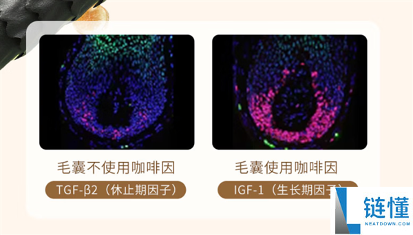 强韧发根 减缓脱发,欧倍青C1洗发水发车：立减16元