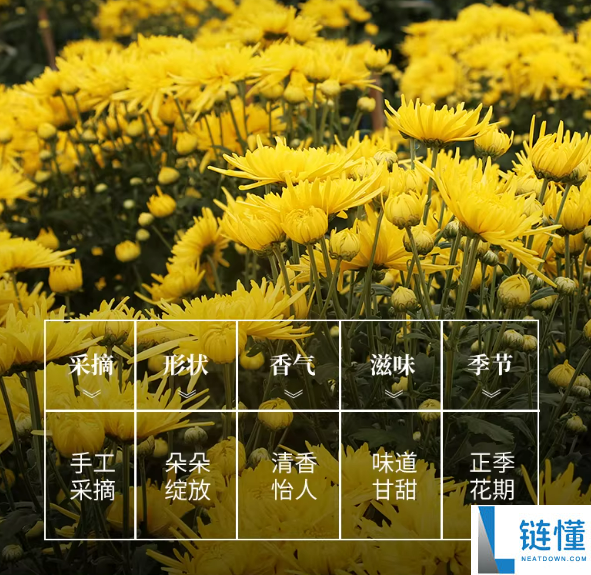 幽香怡人：一朵一杯金丝皇菊50朵5.9元冲量