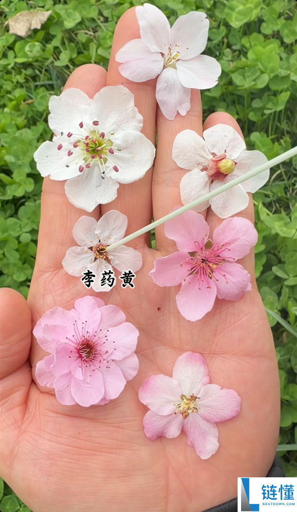 春季来了 这些都是什么花儿？7种春花一文看懂