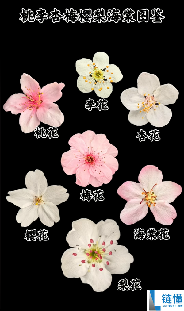 春季来了 这些都是什么花儿?7种春花一文看懂