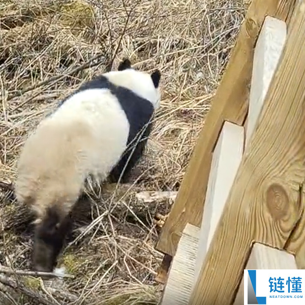 九寨沟震后初次实拍到野生大熊猫：俯下身子钻过栈道护栏