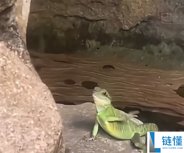 马来西亚“社交牛蜥”走红：见游客挥手打招呼，萌态引爆网络