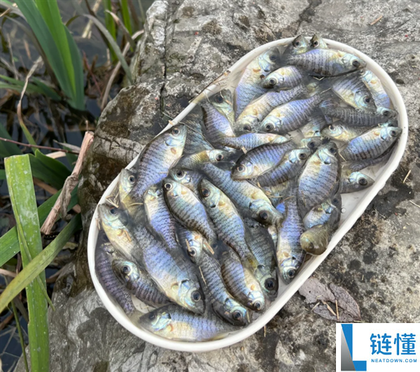 成都多湖惊现黑耳怪鱼！确认为入侵物种北美蓝鳃太阳鱼