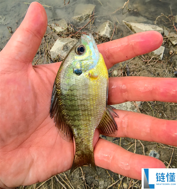 成都多湖惊现黑耳怪鱼！确认为入侵物种北美蓝鳃太阳鱼