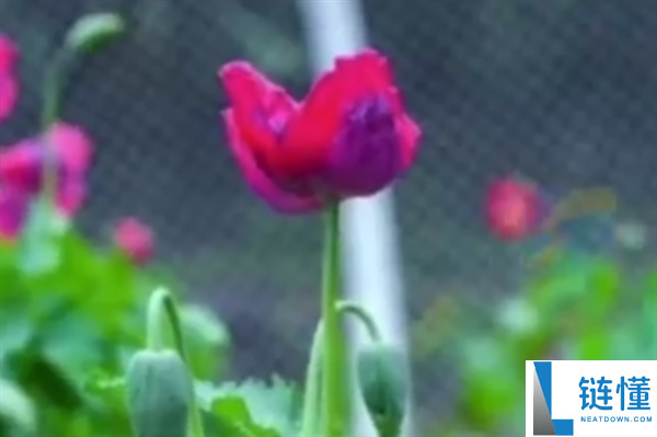 武汉植物园现罂粟花引关注：园方回应系科普用途并配密码锁