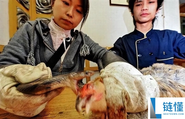 被眼镜蛇咬过的土鸡才是一等美味？揭秘真相与食用风险