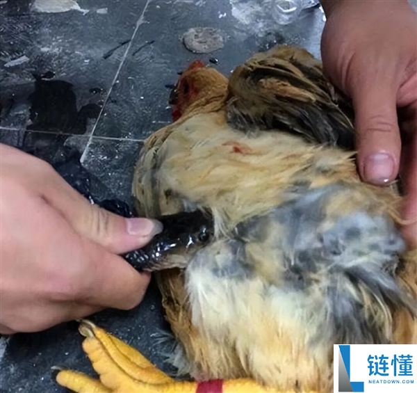 被眼镜蛇咬过的土鸡才是一等美味？揭秘真相与食用风险