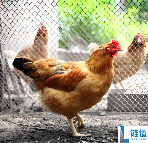 被眼镜蛇咬过的土鸡才是一等美味？揭秘真相与食用风险