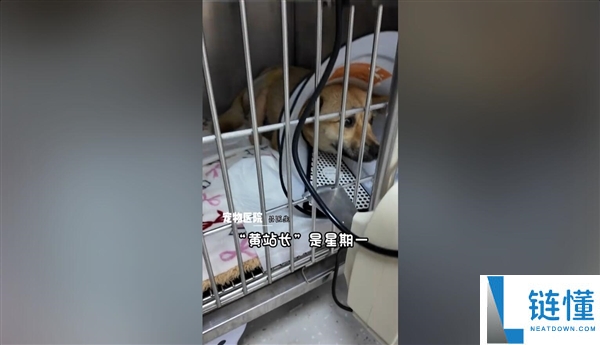 流浪狗引爆小城流量：全网打卡热潮背后的温暖故事