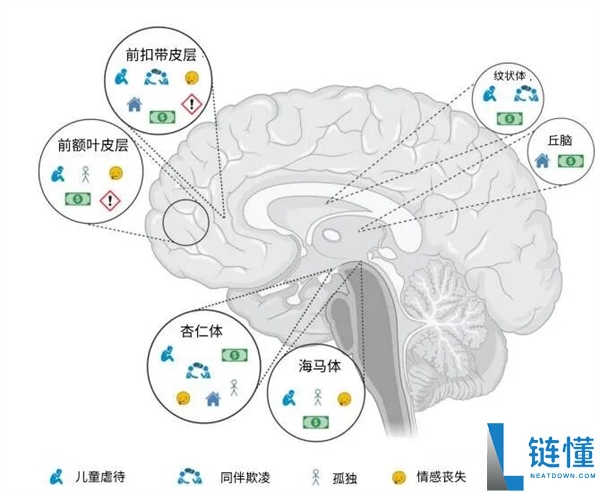 研究发现：多吃苦竟对大脑有害！揭秘苦味食物潜在风险