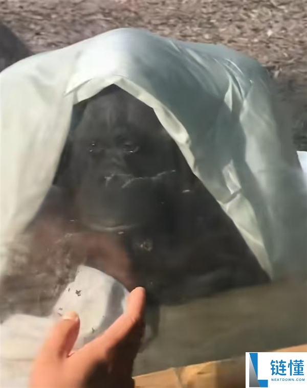 猩猩当众落泪引争议：网友质疑动物园存在的意义
