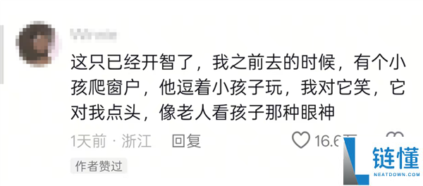 猩猩当众落泪引争议：网友质疑动物园存在的意义