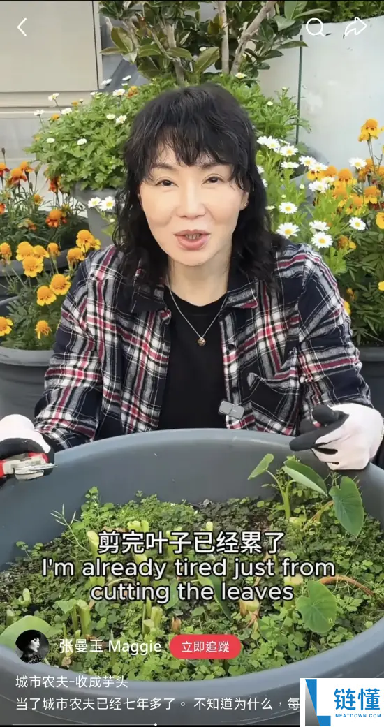 张曼玉挖芋头梁朝伟捡鸡蛋:明星田园生活引共鸣,网友直呼像小时候