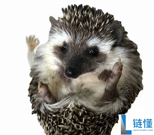 shrub是什么意思，shrub是什么代币？shrub币投资入门介绍
