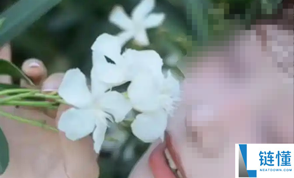 女子拍照中毒：夹竹桃花粉过敏原因及大规模种植的危害