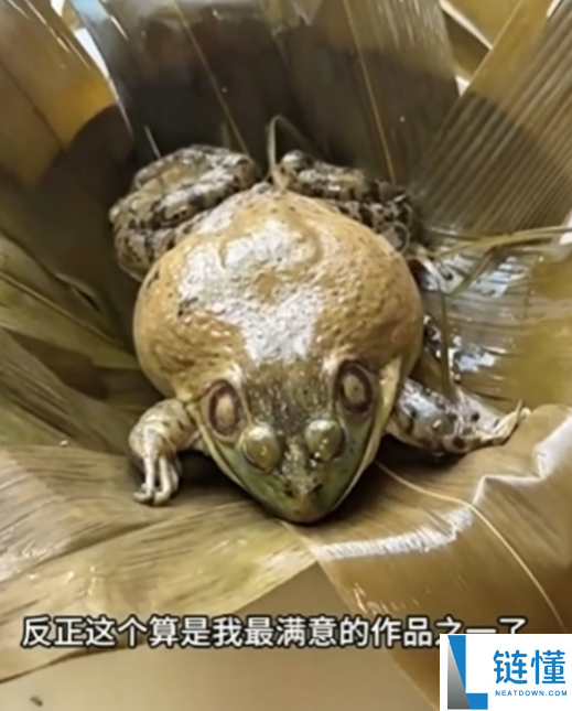 女子自制蛤蟆粽子：蛤蟆肚中塞糯米蛋黄引热议【甜咸粽子大战】