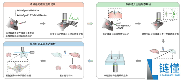 全球首创！我国科学家成功实现单神经元三模态完整解析