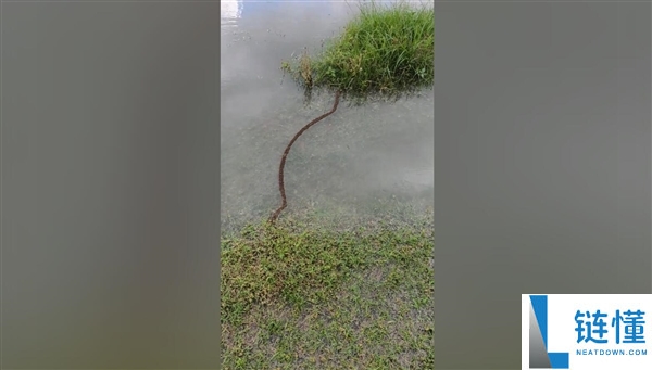 暴雨后蚂蚁团结搭桥过河，网友感叹：团结就是力量