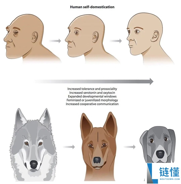 更高等生命体出现后，人类会被当作宠物还是食物？