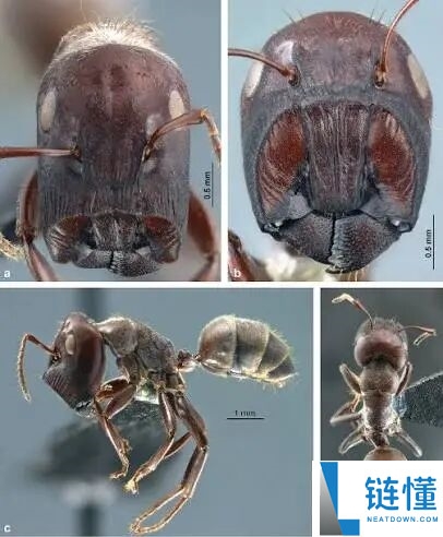 世界上最具攻击性的蚂蚁:自爆以拉对手同归于尽!