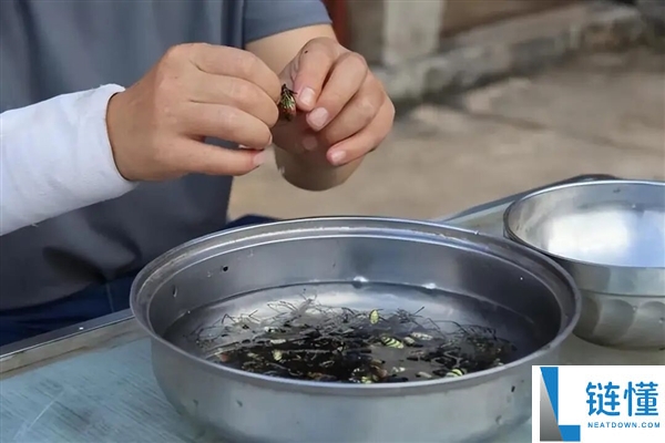 云南男子生吃“花蜘蛛”,称味道如蟹黄引发热议!