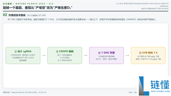 疯狂改造番茄,助你轻松获取维生素D!