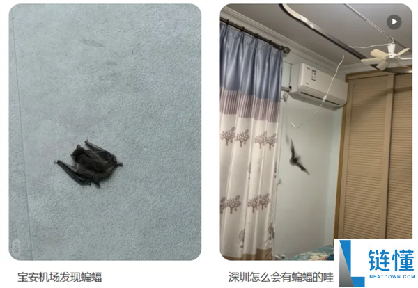 深圳蝙蝠入户频发：携带大量病毒，接触风险达Ⅲ级暴露