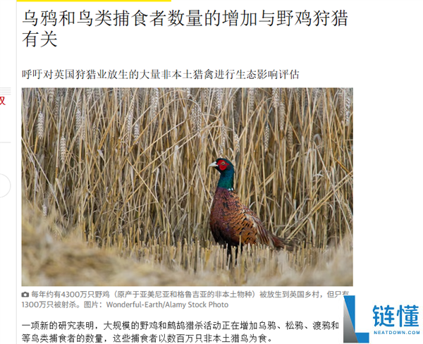 “中国野鸡”逆袭美国：被评为某州官方州鸟