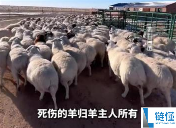 男子自驾撞羊群致53只羊死伤 被判赔8.48万元却无法带走羊只