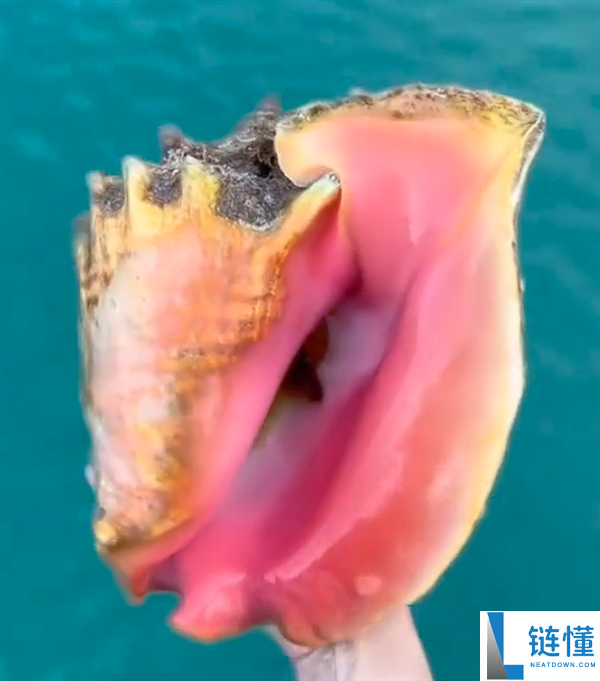 女子在加勒比海购海螺惊喜开出万元珍珠，五万分之一的好运气！