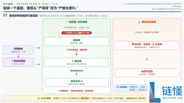 疯狂改造番茄，助你轻松获取维生素D！
